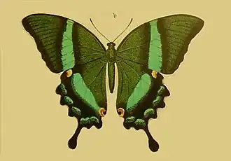Papilio daedalus