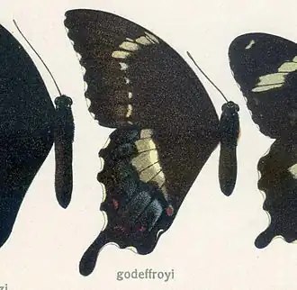 Papilio godeffroyi