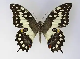 Papilio morondavana