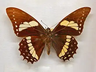 Papilio menatius