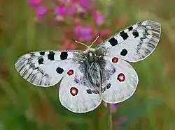 Parnassius apollo Apollovlinder