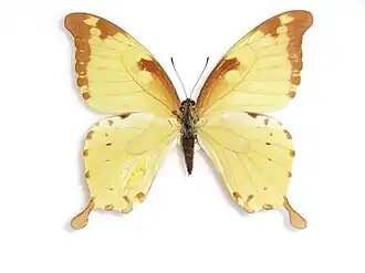 Papilio nobilis