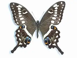 Papilio ophidicephalus