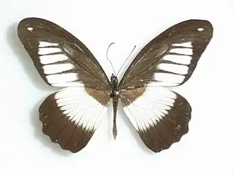 Papilio plagiatus