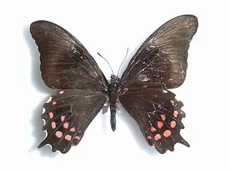 Papilio pharnaces