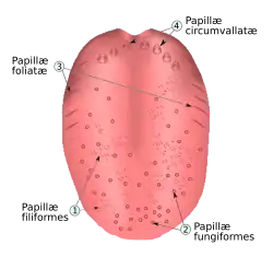Soorten tongpapillen: draadvormige papillae filiformes (linksonder), de enige die geen smaakknoppen bevatten, paddenstoelvormige papillae fungiformes (rechtsonder), bladvormige papillae foliatae (linksboven) en de grote papillae circumvallatae achter op de tong (rechtsboven)