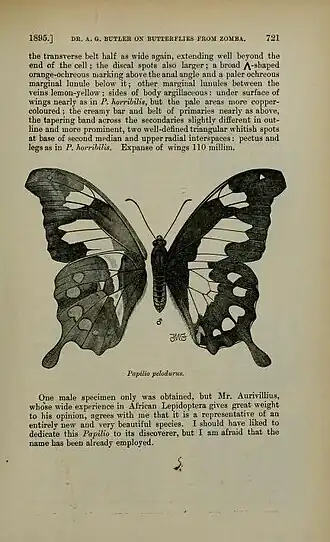 Papilio pelodurus