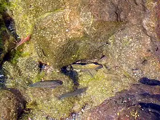 Parablennius parvicornis