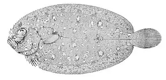 Parabothus coarctatus