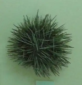 Paracentrotus gaimardi