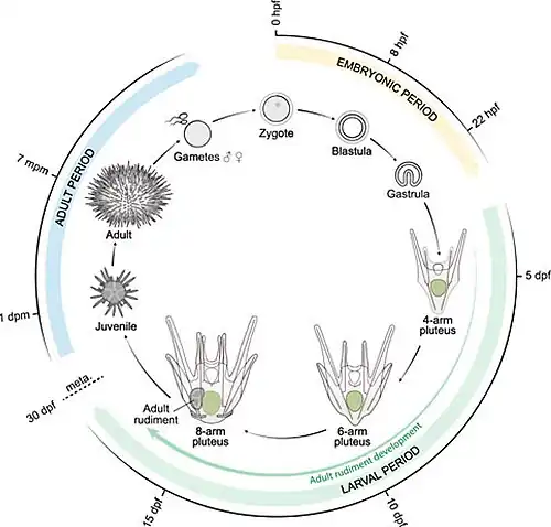 Levenscyclus. dpf: dagen na bevruchting; dpm: dagen na de metamorfose; hpf: uren na bevruchting; mpm: maanden na de metamorfose