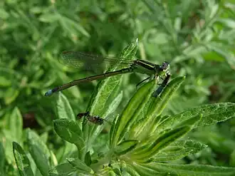 Paracercion sieboldii