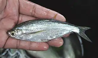 Parachela oxygastroides