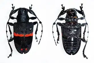 Parachalastinus rubrocinctus