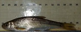 Parachondrostoma miegii