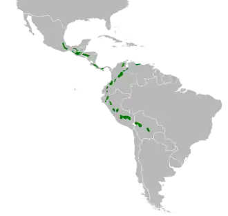 Purperborstgrondduif