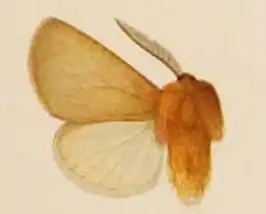 Paracles aurantiaca