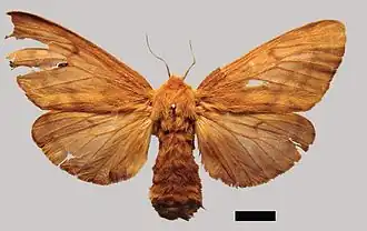 Paracles burmeisteri