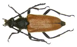 Stictoleptura excisipes