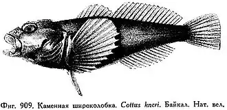 Paracottus knerii