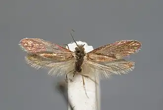 Eriocrania chrysolepidella