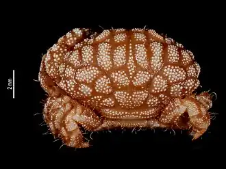 Paractaea secundarathbunae