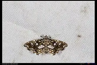 Paracymoriza taiwanalis