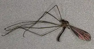 Paradelphomyia (Oxyrhiza) senilis