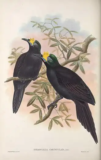 Langstaartparadigalla