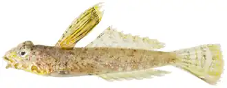 Paradiplogrammus bairdi