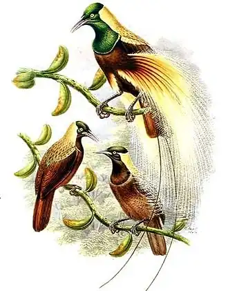 Keizer Wilhelms paradijsvogel