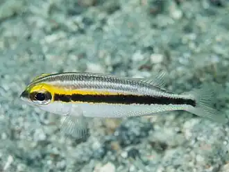 Pentapodus paradiseus