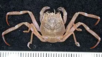 Paradorippe australiensis