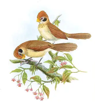 Schubborstdiksnavelmees