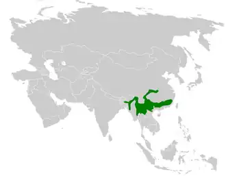 Schubborstdiksnavelmees