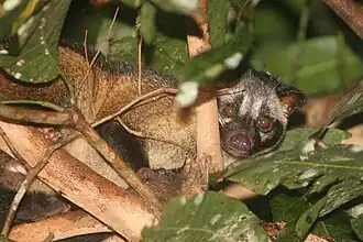 Filipijnse palmroller