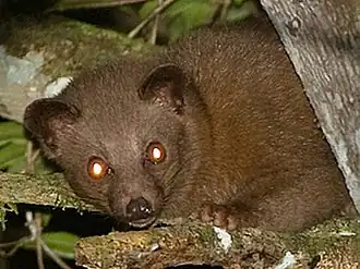 Sri Lanka-palmroller