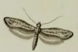Paradoxus osyridellus