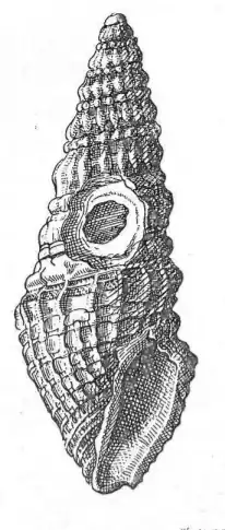 Paradrillia alluaudi