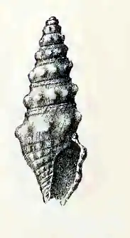 Paradrillia lithoria