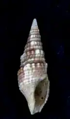 Paradrillia patruelis