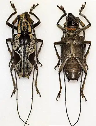 Paraepepeotes togatus