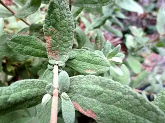 Parafomoria pseudocistivora