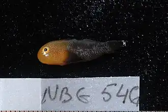 Paragobiodon echinocephalus