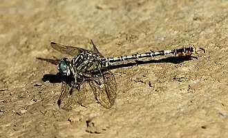 Paragomphus cognatus