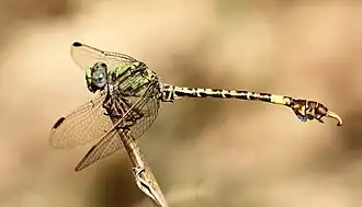 Paragomphus elpidius