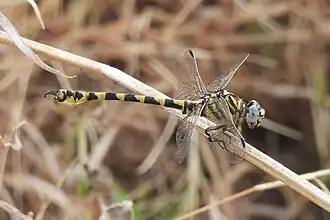 Paragomphus reinwardtii