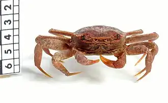 Paragrapsus gaimardii