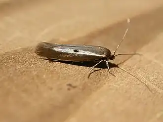 Parahyponomeuta egregiella