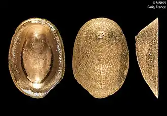 Paralepetopsis lepichoni